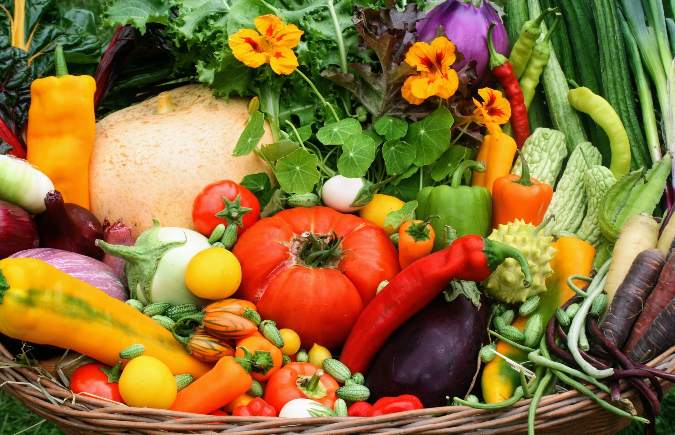GARTENENTDECKER:INNEN - GEMÜSEGARTEN KUNTERBUNT – Entdecke die Gemüsevielfalt in allen Farben und Formen!