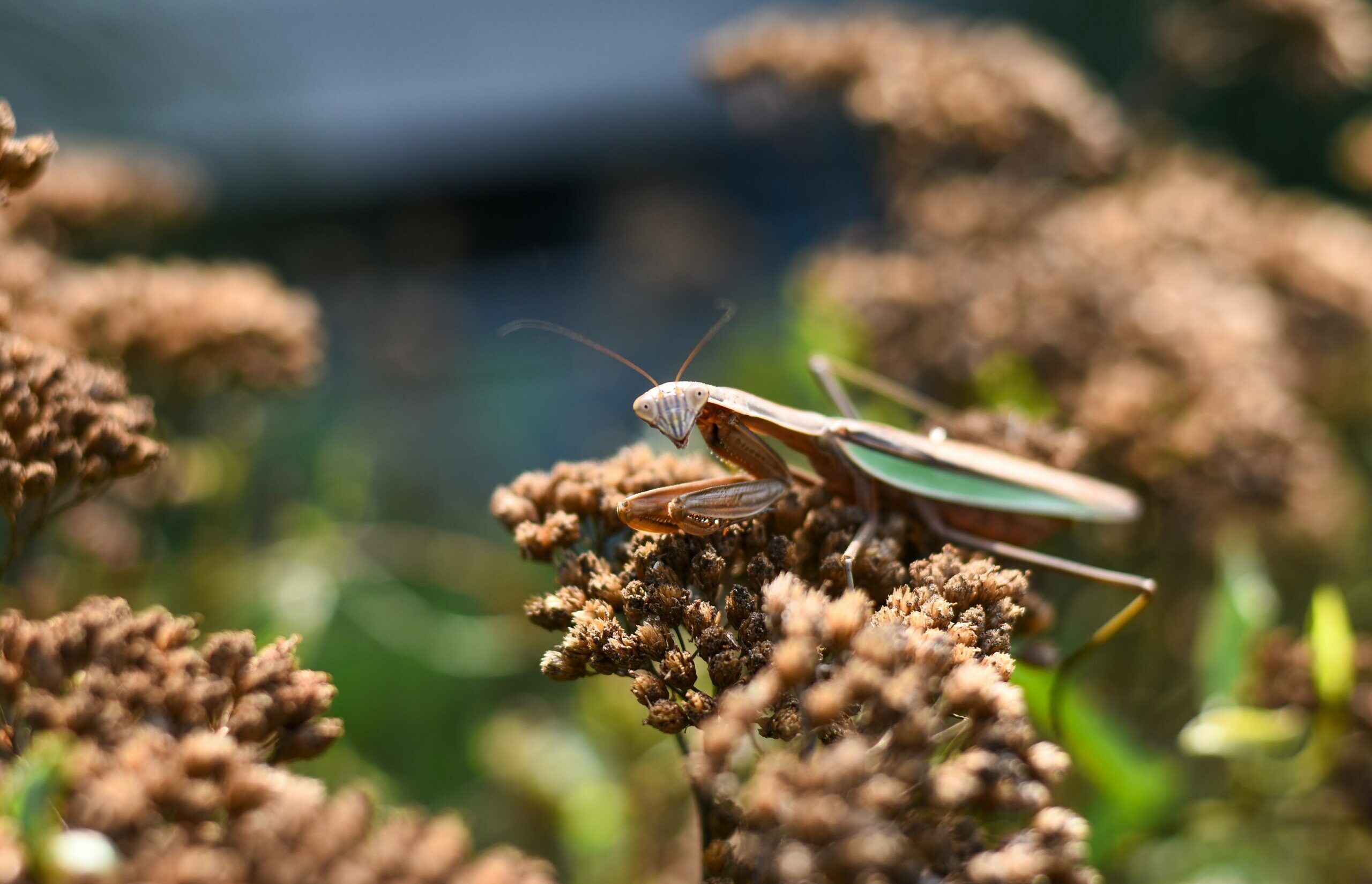 GARTENENTDECKER:INNEN - MINI-MONSTER – gruselige Gartenbewohner