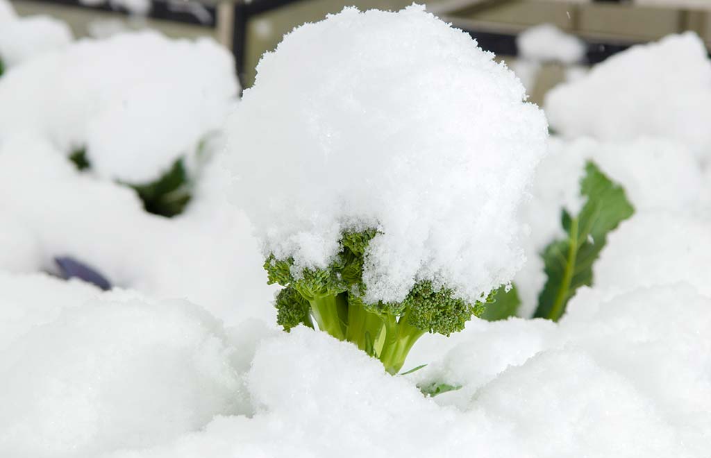 EISZAPFEN UND EIS-SALAT – frisches Gemüse im Winter