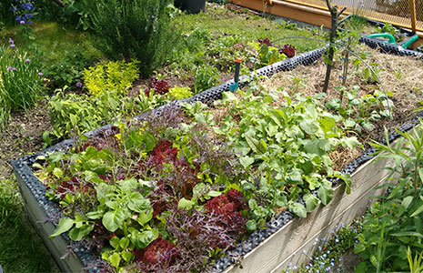 URBAN GARDENING – Gemüsevielfalt auf Balkon und Terrasse