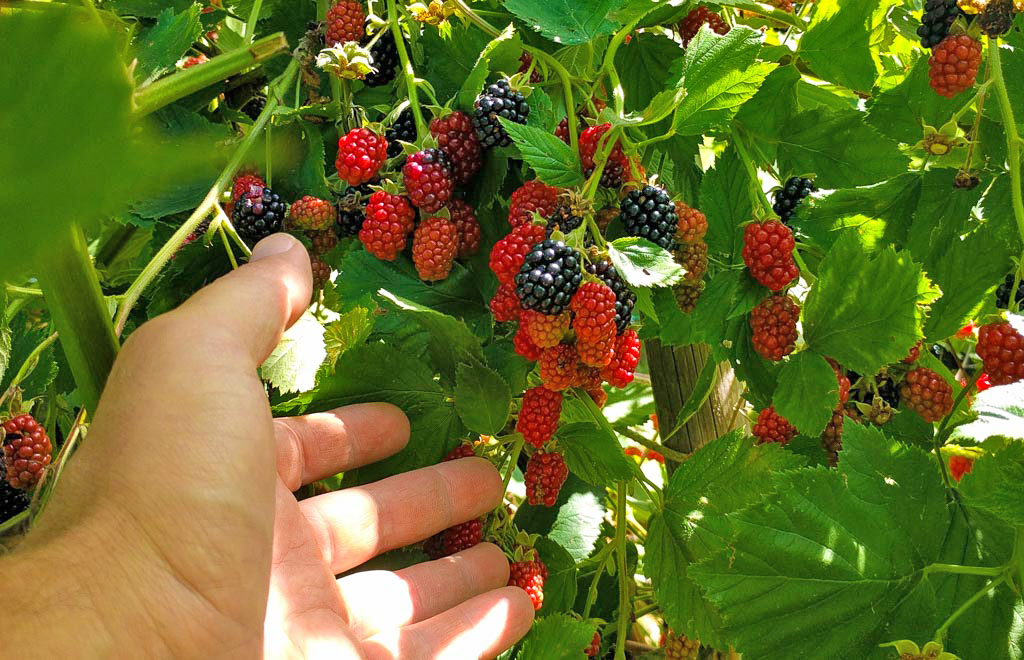 BEERENHUNGER – Genussvielfalt für Garten, Balkon und Terrasse