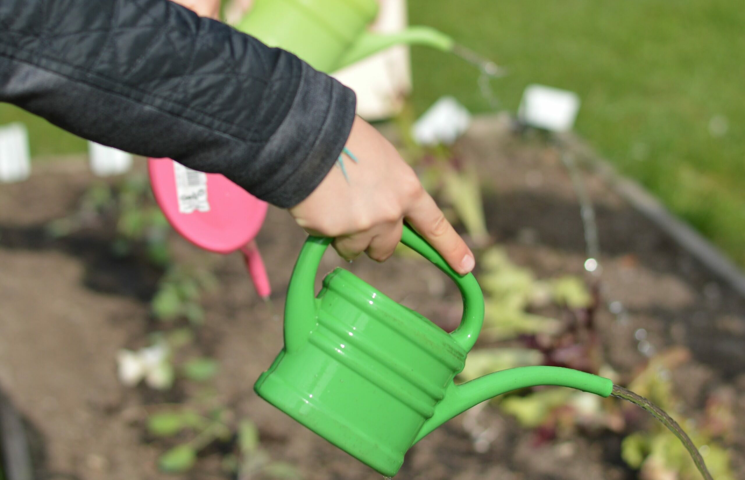 GARTENENTDECKER:INNEN - SAISONSTART – Gärtnern wie die Profis