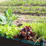 URBAN GARDENING – Gemüsevielfalt auf Balkon und Terrasse