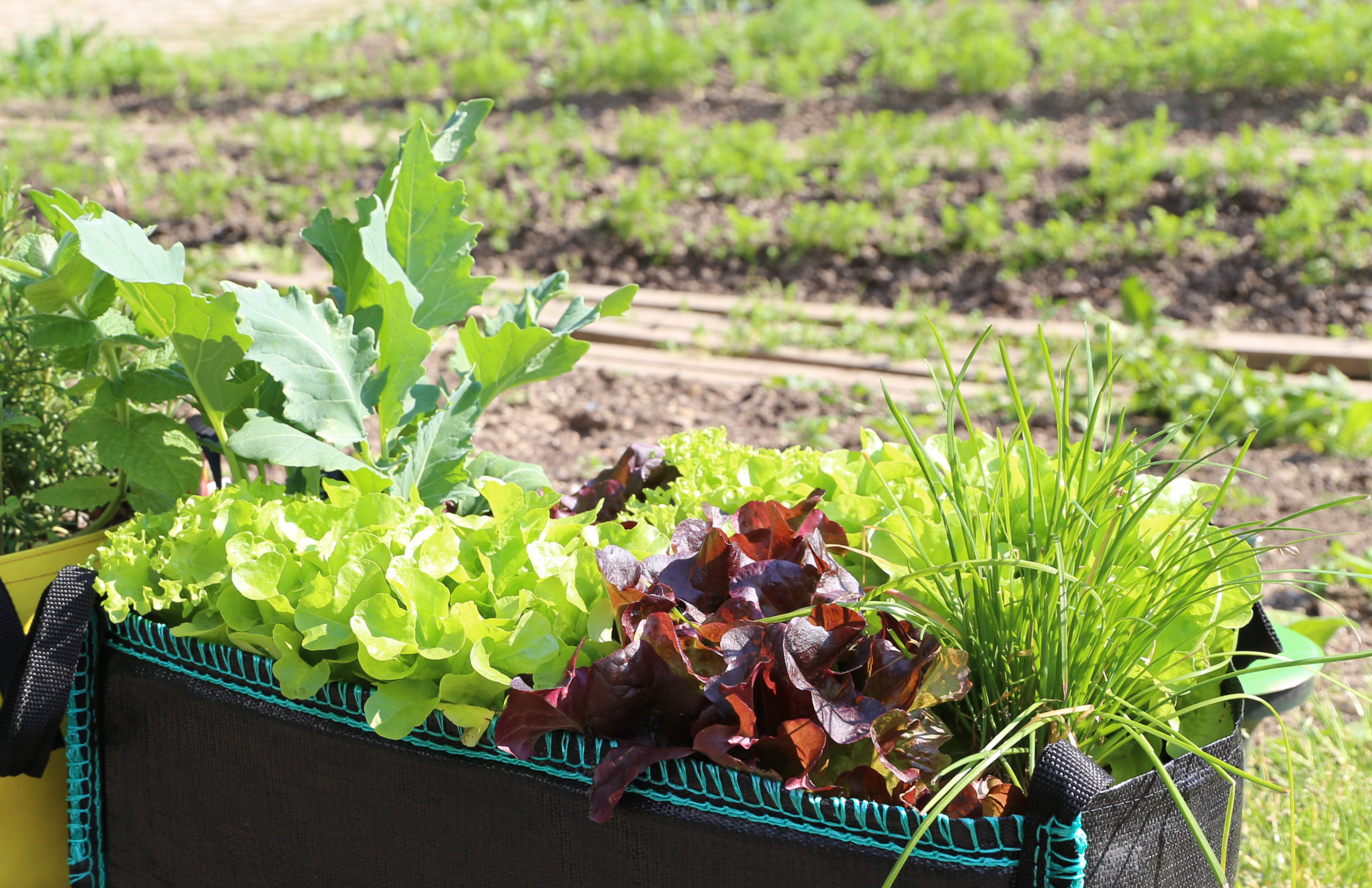 URBAN GARDENING – Gemüsevielfalt auf Balkon und Terrasse