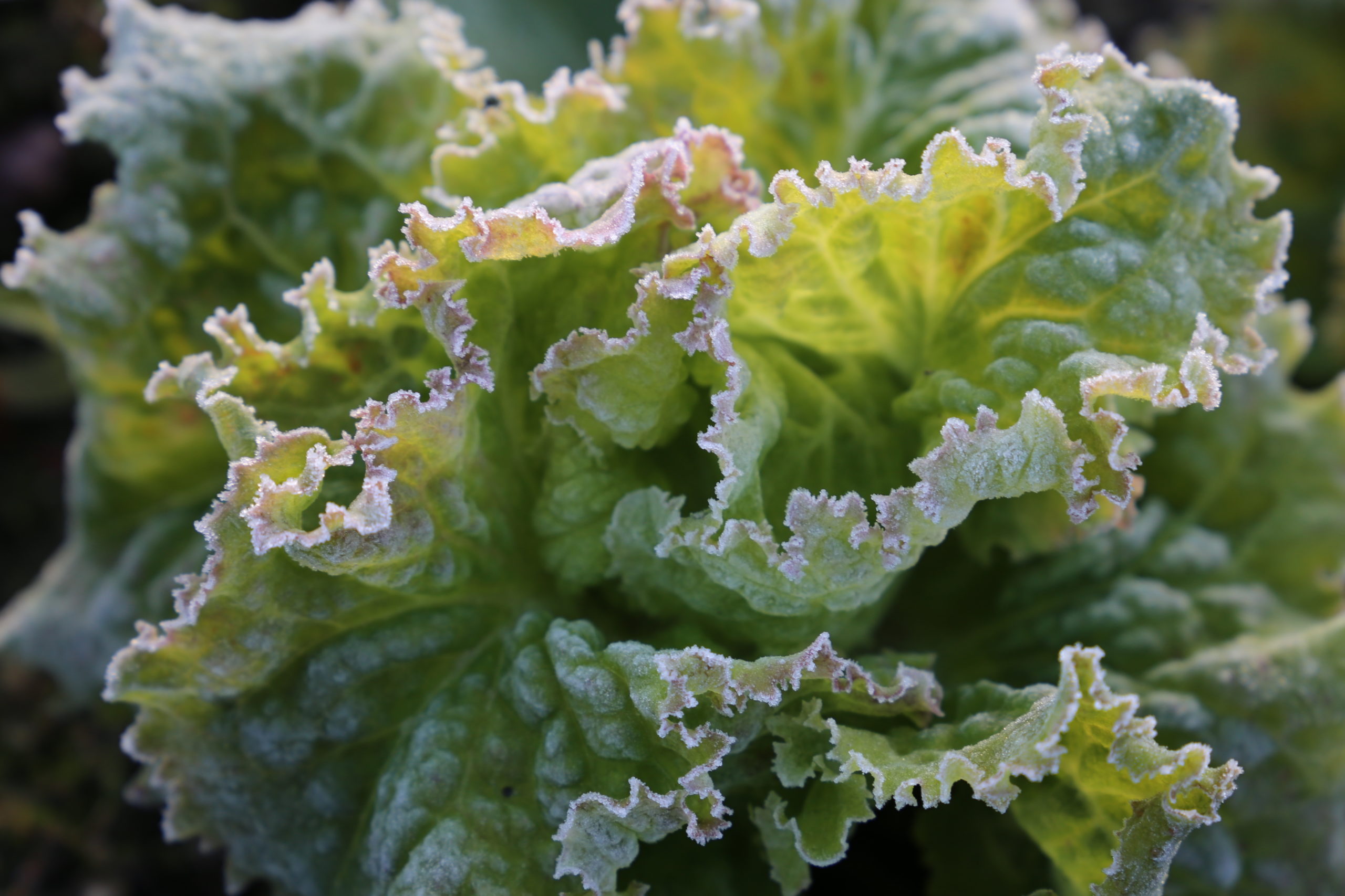 WINTERGEMÜSE I – Start in eine frische Gartensaison!