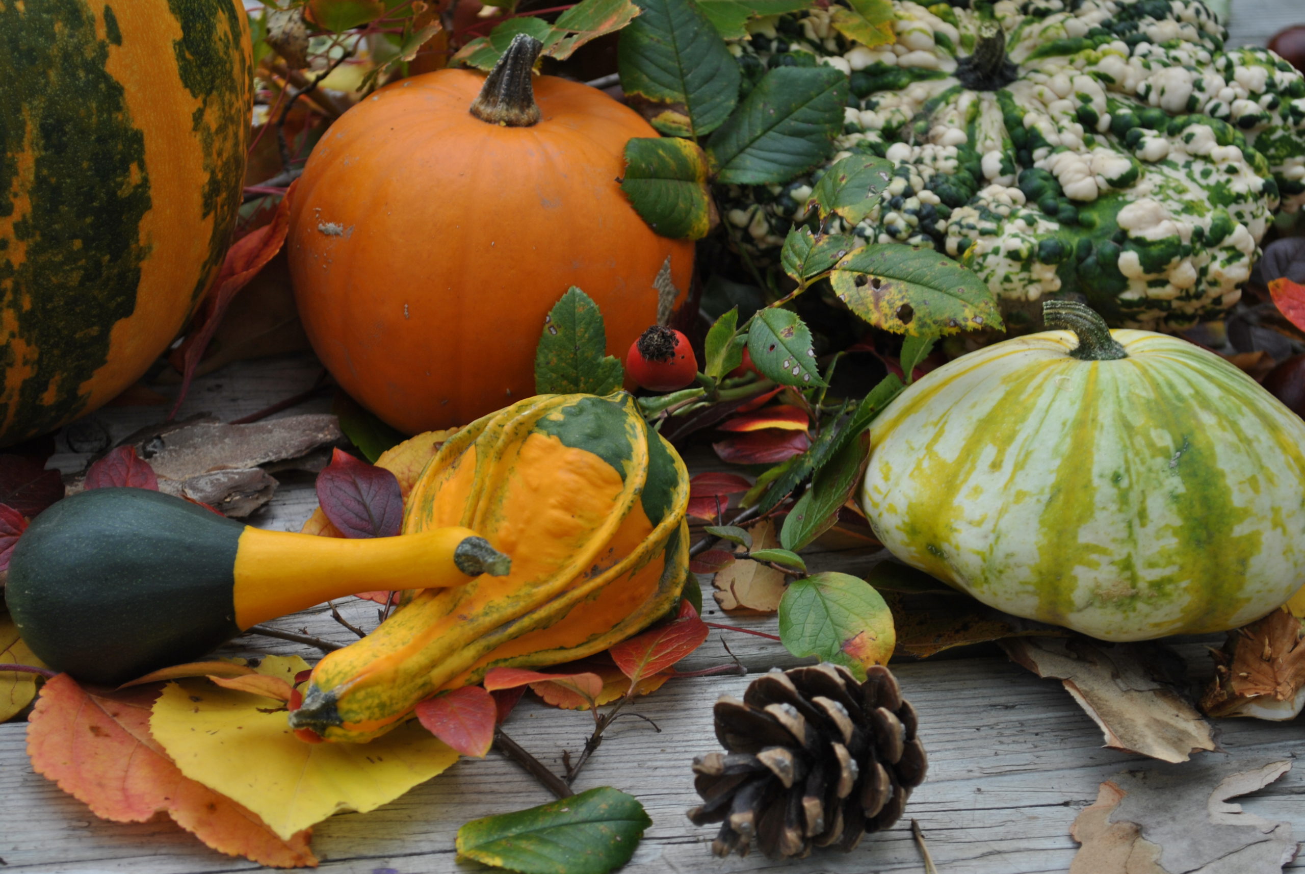 GARTENERLEBNISFÜHRUNG - OKTOBER