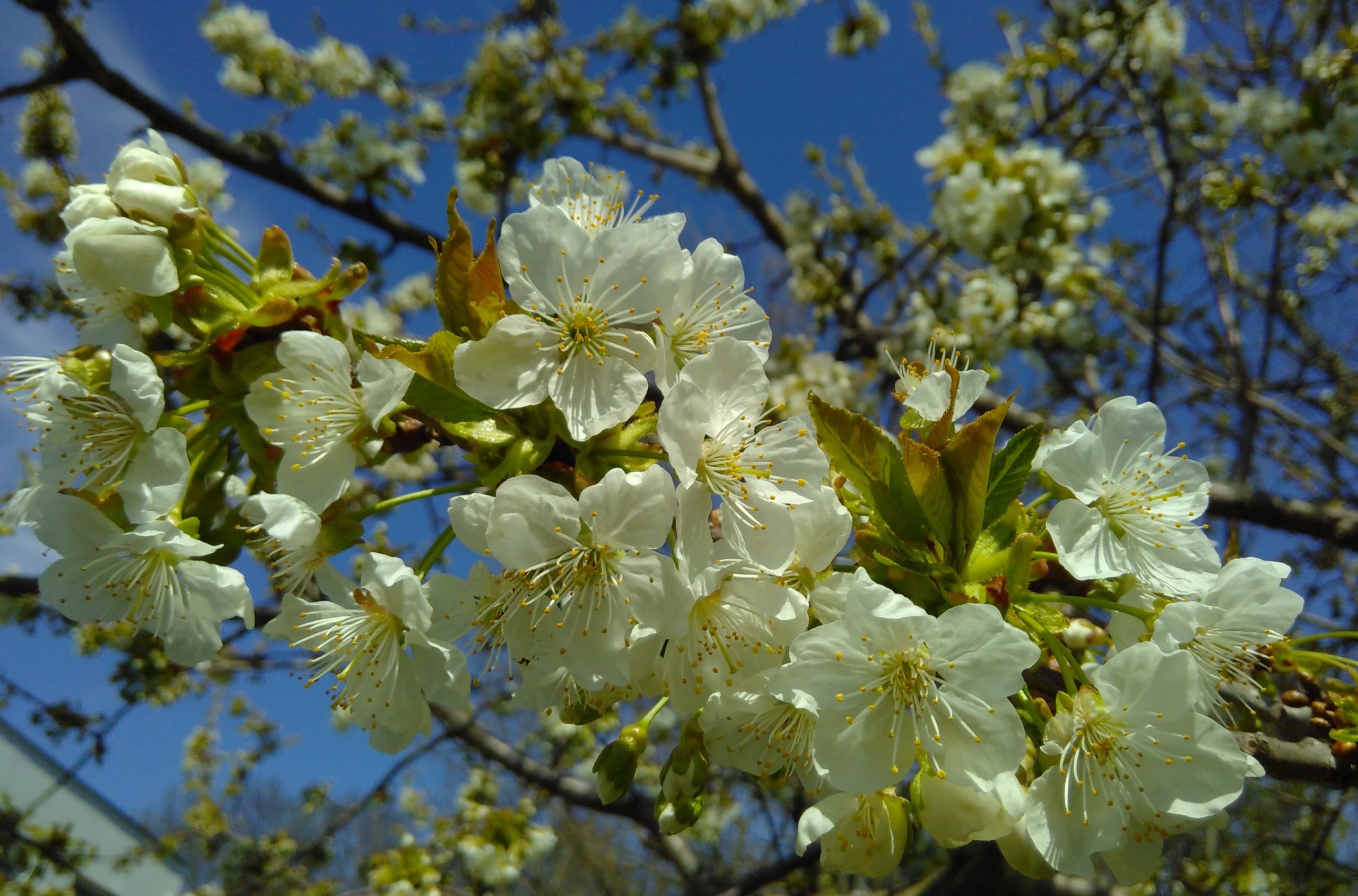 Entfällt: GARTENERLEBNISFÜHRUNG - April