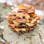 SEMINARREIHE "PILZVERGNÜGT": Die verlorene Jahreszeit der Pilzsuche - der Winter und seine Speise- und Vitalpilze