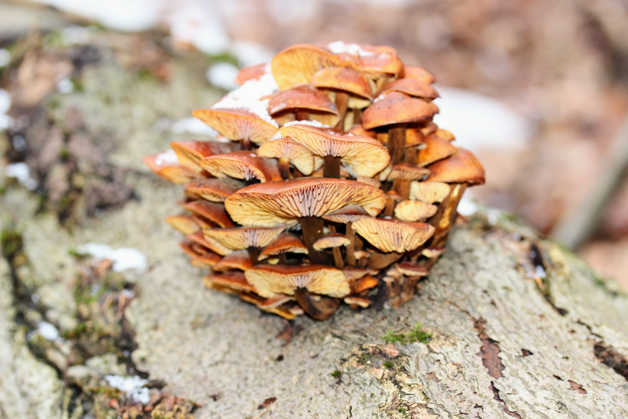 SEMINARREIHE "PILZVERGNÜGT": Die verlorene Jahreszeit der Pilzsuche - der Winter und seine Speise- und Vitalpilze