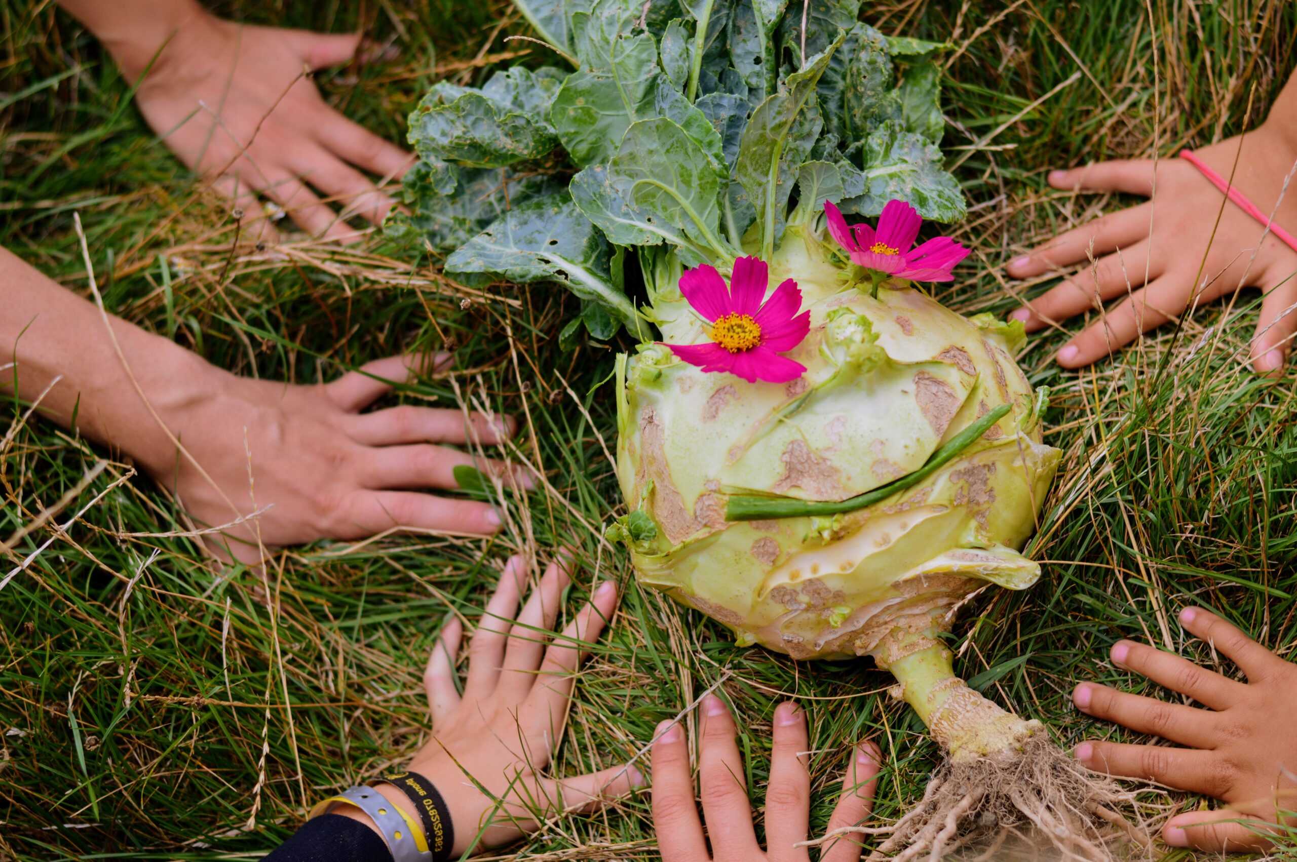 GARTENENTDECKER:INNEN - GARTENSINNE – die Faszination Garten