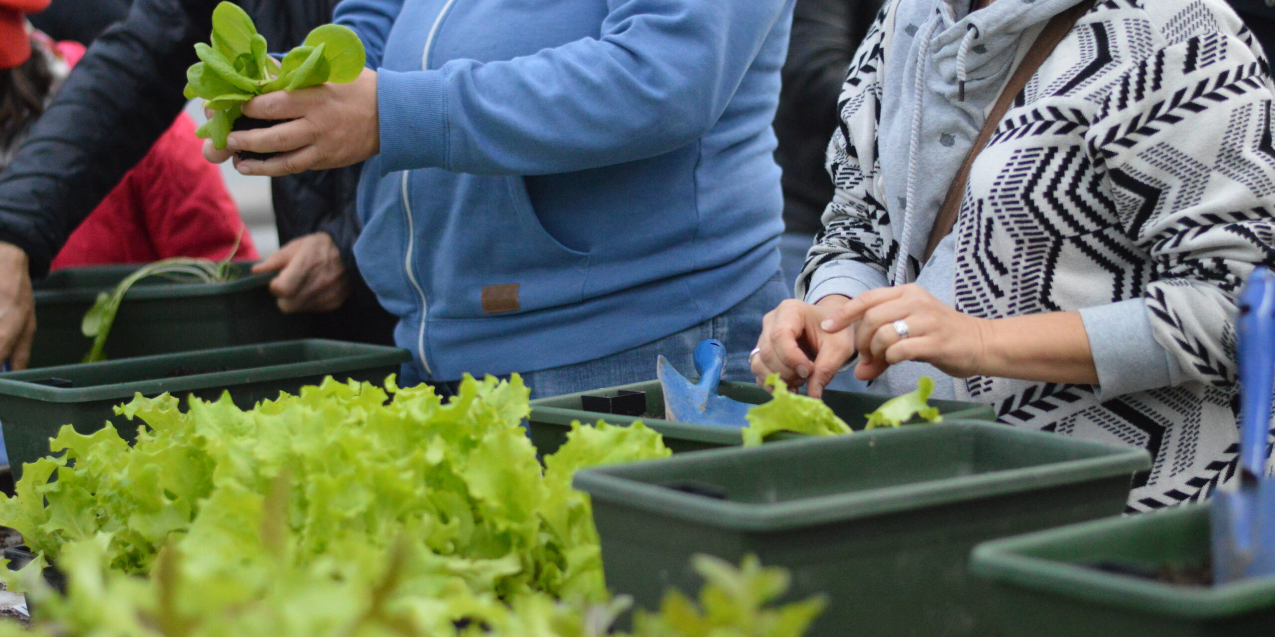 WINTERGEMÜSE I – Start in eine frische Gartensaison!