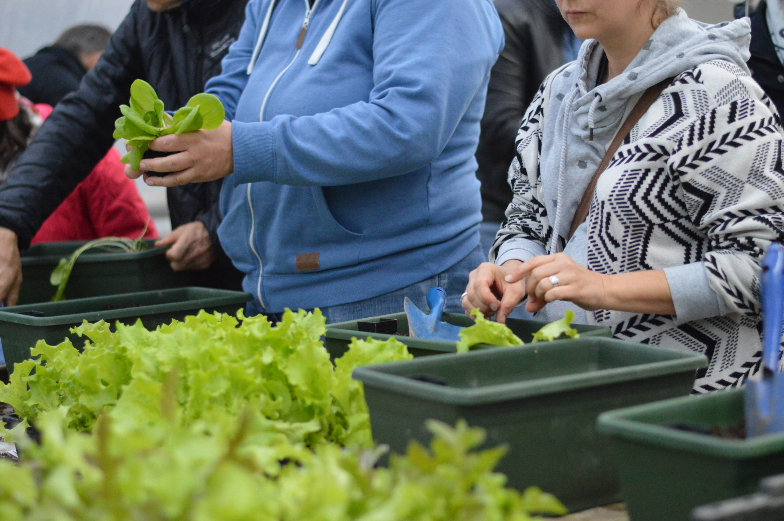 WINTERGEMÜSE I – Start in eine frische Gartensaison!
