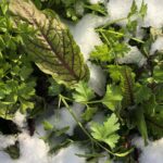 WINTERGEMÜSE II – Ernten im Schnee