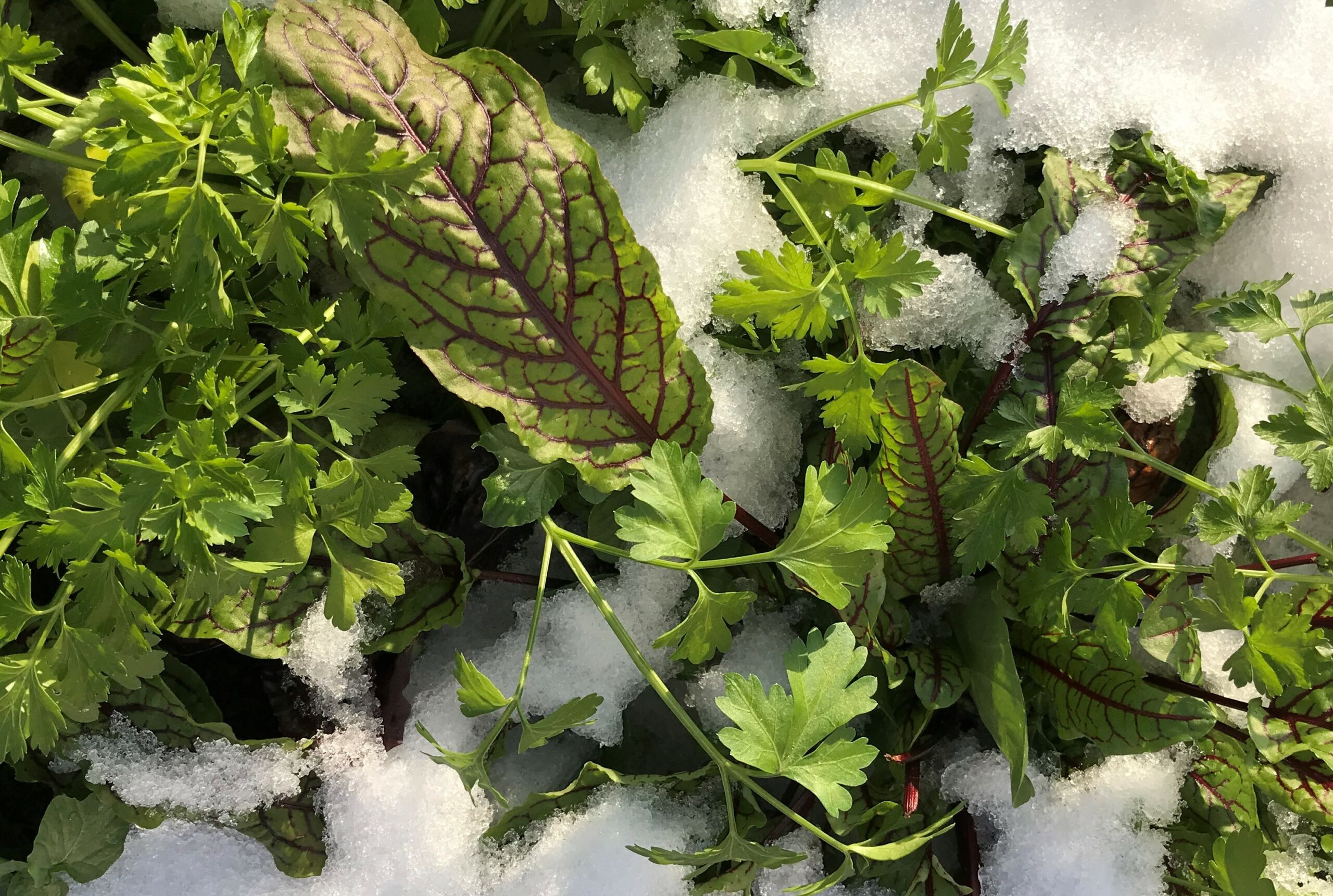 WINTERGEMÜSE II – Ernten im Schnee