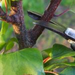 STUMMELSCHNITT ADE - Sommerobstbaumschnittkurs für langlebige und gesunde Obstbäume