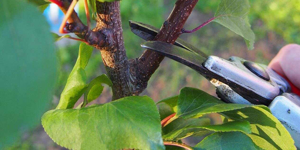 STUMMELSCHNITT ADE - Obstbaumschnittkurs für langlebige und gesunde Obstbäume